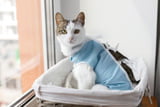Die größten Mythen über die Kastration von Katzen